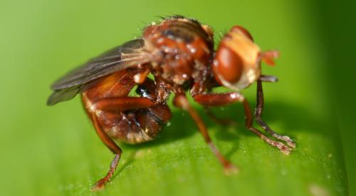 Sicus ferrugineus